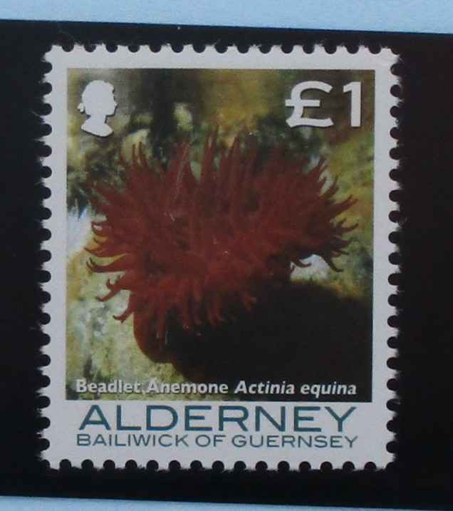 Stamps with a red anemone and text 'Beadlet Anemone Actinia equina' from Alderney, Bailiwick of Guernsey.
