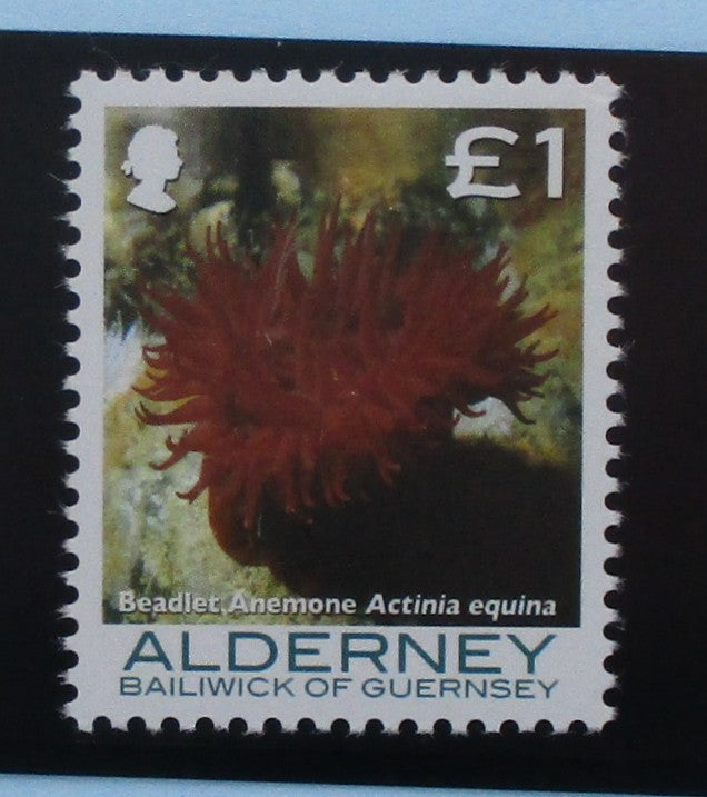Stamps with a red anemone and text 'Beadlet Anemone Actinia equina' from Alderney, Bailiwick of Guernsey.