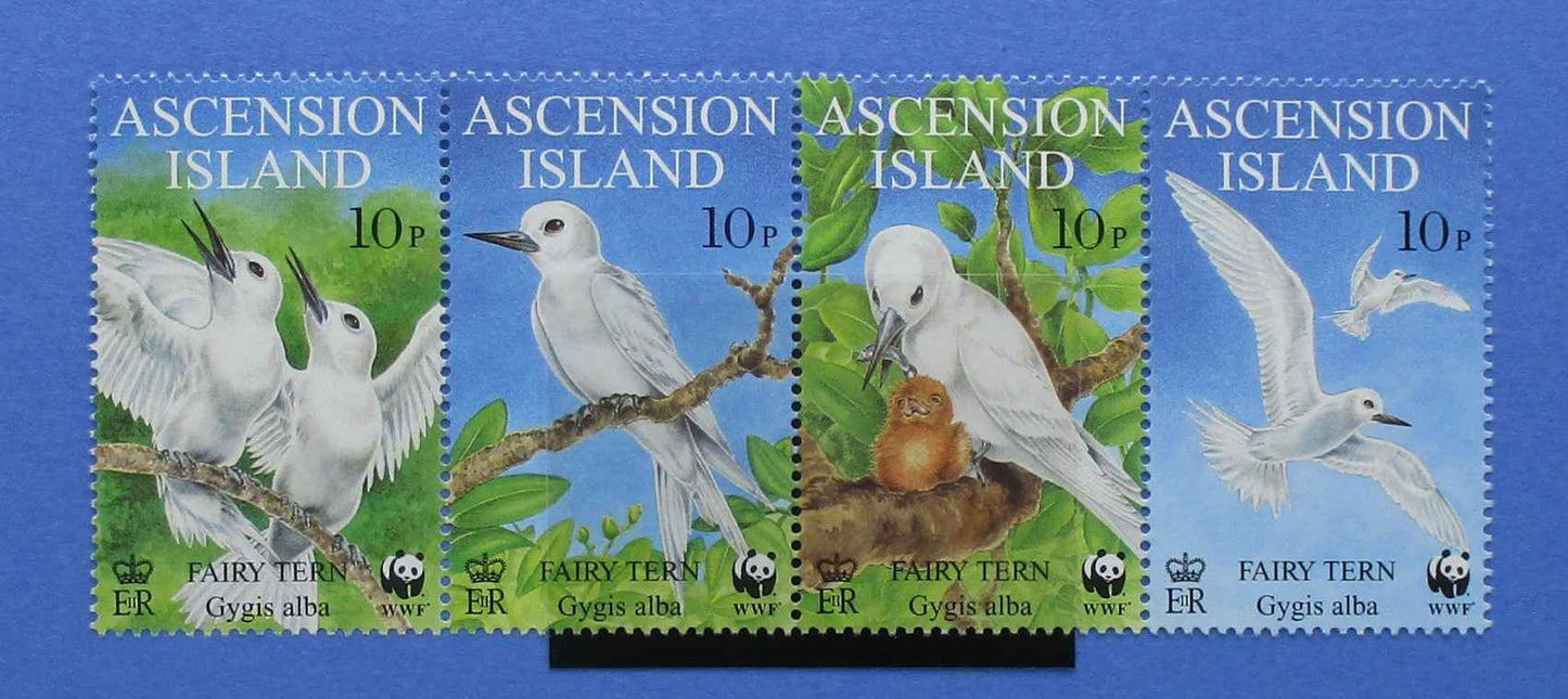 Four Ascension Island postage stamps featuring fairy tern birds, displayed side by side against a blue background.