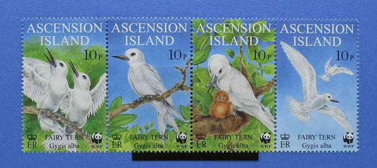 Four Ascension Island postage stamps featuring fairy tern birds, displayed side by side against a blue background.