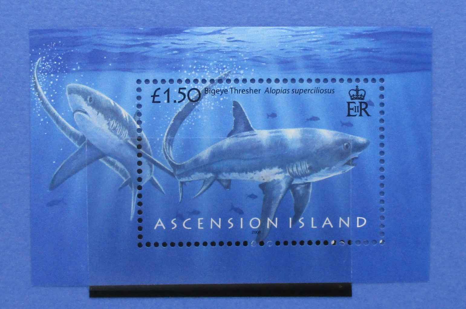 Ascension Island postage stamp sheet featuring two great white sharks swimming underwater, with the text '£1.50' and 'ASCENSION ISLAND', shown against a blue background.