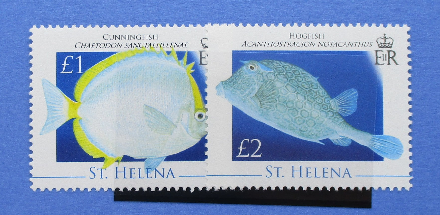 Two postage stamp designs for St. Helena featuring fish illustrations, displayed side by side on a blue background.
